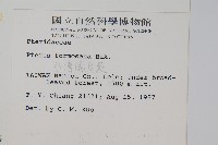 臺灣鳳尾蕨藏品圖，第2張