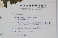 翅柄鳳尾蕨藏品圖，第2張