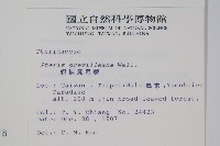 翅柄鳳尾蕨藏品圖，第2張