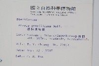 翅柄鳳尾蕨藏品圖，第2張