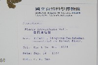 翅柄鳳尾蕨藏品圖，第2張