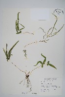 城戶氏鳳尾蕨藏品圖，第1張