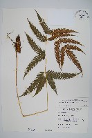 傅氏鳳尾蕨藏品圖，第1張