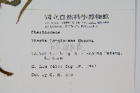 長葉鳳尾蕨藏品圖，第2張