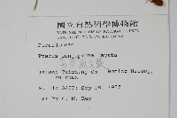 長葉鳳尾蕨藏品圖，第2張