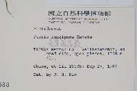 長葉鳳尾蕨藏品圖，第2張