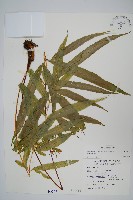 大葉鳳尾蕨藏品圖，第1張
