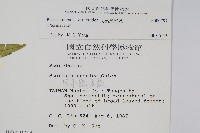 大葉鳳尾蕨藏品圖，第2張