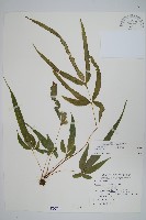 大葉鳳尾蕨藏品圖，第1張