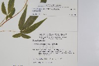 大葉鳳尾蕨藏品圖，第2張