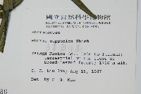 日本鳳尾蕨藏品圖，第2張