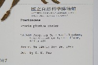 廣東鳳尾蕨、栗柄鳳尾蕨藏品圖，第2張