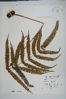 紅柄鳳尾蕨藏品圖，第1張