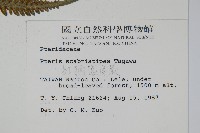 紅柄鳳尾蕨藏品圖，第2張