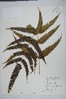 紅柄鳳尾蕨藏品圖，第1張