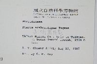 紅柄鳳尾蕨藏品圖，第2張