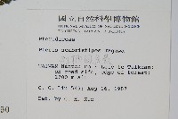 紅柄鳳尾蕨藏品圖，第2張