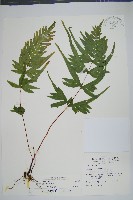 疏羽半邊旗藏品圖，第1張