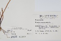 疏羽半邊旗藏品圖，第2張