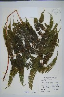 有刺鳳尾蕨藏品圖，第1張