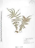 鱗蓋鳳尾蕨藏品圖，第1張