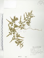 海金沙藏品圖，第1張