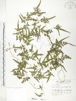 海金沙藏品圖，第1張