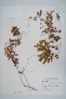 小葉海金沙藏品圖，第1張