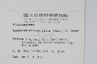 小葉海金沙藏品圖，第2張