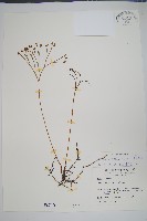 分枝莎草蕨藏品圖，第1張