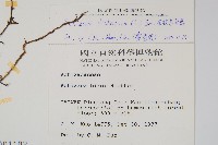 分枝莎草蕨藏品圖，第2張