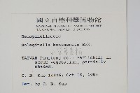 小笠原卷柏藏品圖，第2張