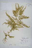 全緣卷柏藏品圖，第1張