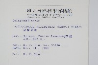 全緣卷柏藏品圖，第2張