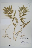 全緣卷柏藏品圖，第1張