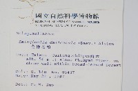 全緣卷柏藏品圖，第2張