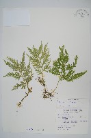 異葉卷柏藏品圖，第1張