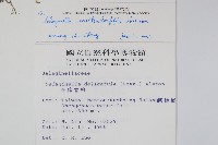 異葉卷柏藏品圖，第2張