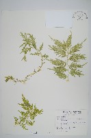 全緣卷柏藏品圖，第1張