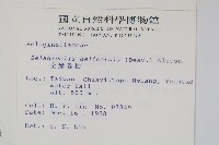 全緣卷柏藏品圖，第2張