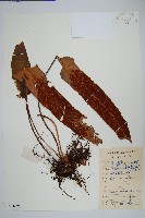 生根卷柏藏品圖，第1張