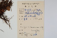 生根卷柏藏品圖，第2張