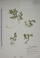 生根卷柏藏品圖，第1張