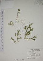 生根卷柏藏品圖，第1張