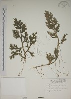 生根卷柏藏品圖，第1張