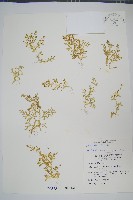 膜葉卷柏藏品圖，第1張