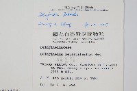 膜葉卷柏藏品圖，第2張