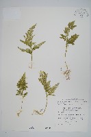 異葉卷柏藏品圖，第1張