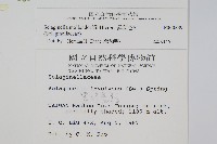 異葉卷柏藏品圖，第2張