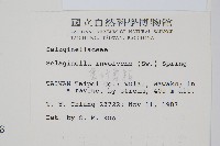 密葉卷柏藏品圖，第2張